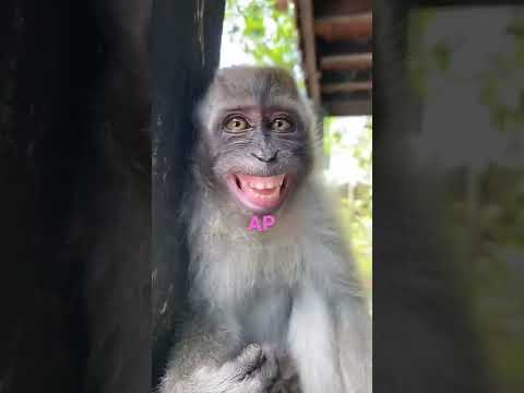 Mono divertido en la ducha: ¡Mira este video gracioso!